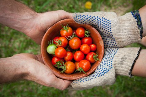 Frische Lebensmittel direkt vom Produzenten - Viora Frische Lebensmittel direkt vom Produzenten - Viora