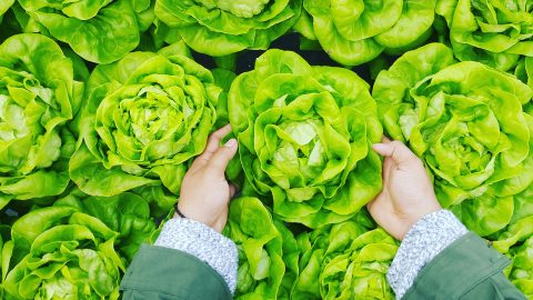 Frische Lebensmittel direkt vom Produzenten - Viora Frische Lebensmittel direkt vom Produzenten - Viora